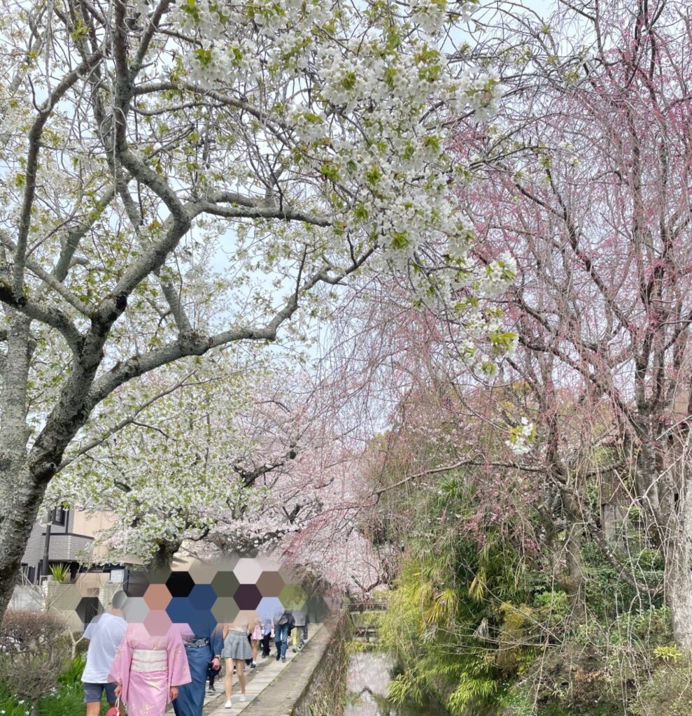 哲学の道の桜