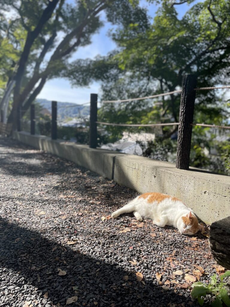 哲学の道にいる猫