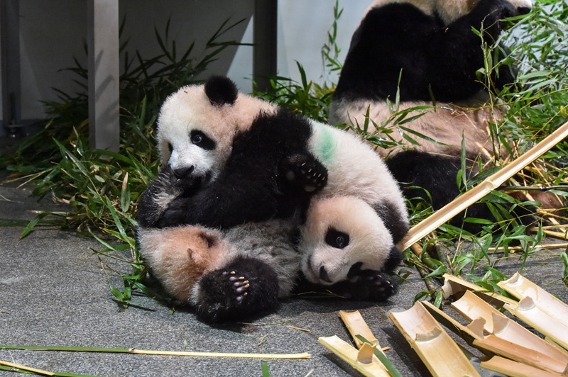 上野動物園のパンダ レイレイとシャオシャオ 2026年1月に返還