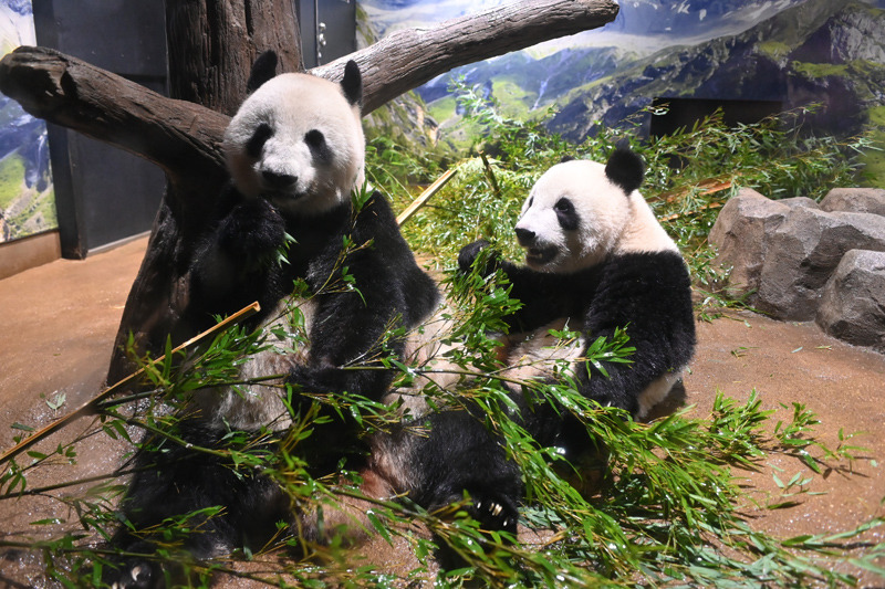 上野動物園のパンダ レイレイとシャオシャオ 2026年1月に返還