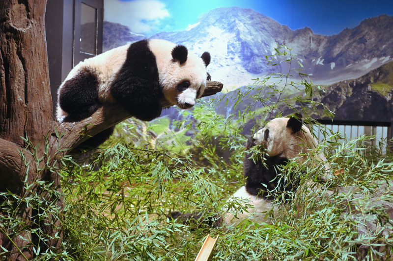 上野動物園のパンダ レイレイとシャオシャオ 2026年1月に返還